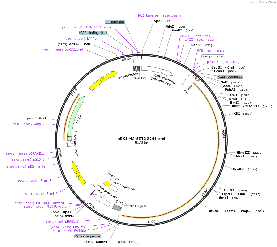 87040-plasmid-map-sequence-id-174775