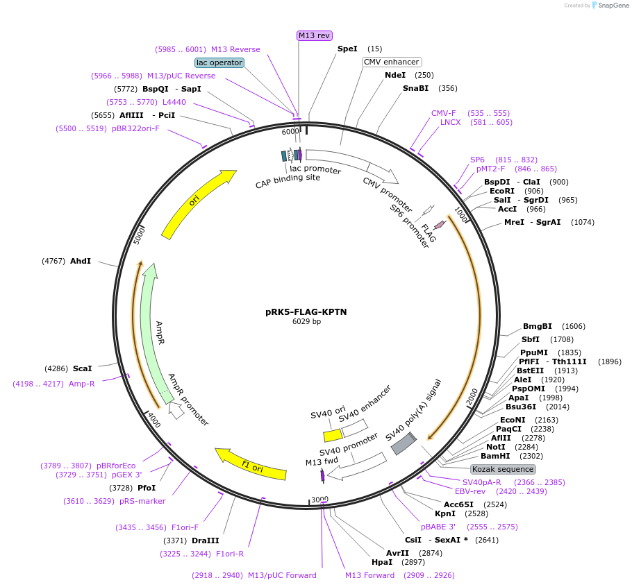 87041-plasmid-map-sequence-id-174776