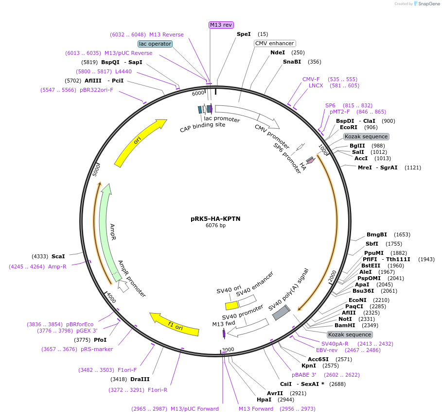87042-plasmid-map-sequence-id-174777