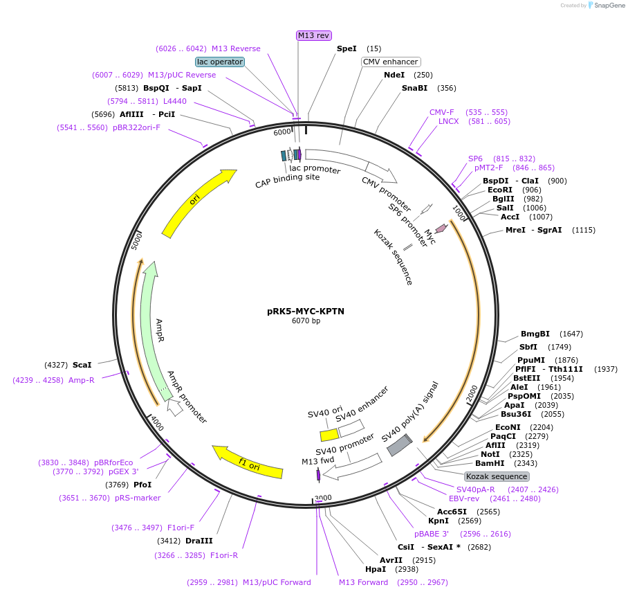 87043-plasmid-map-sequence-id-174779