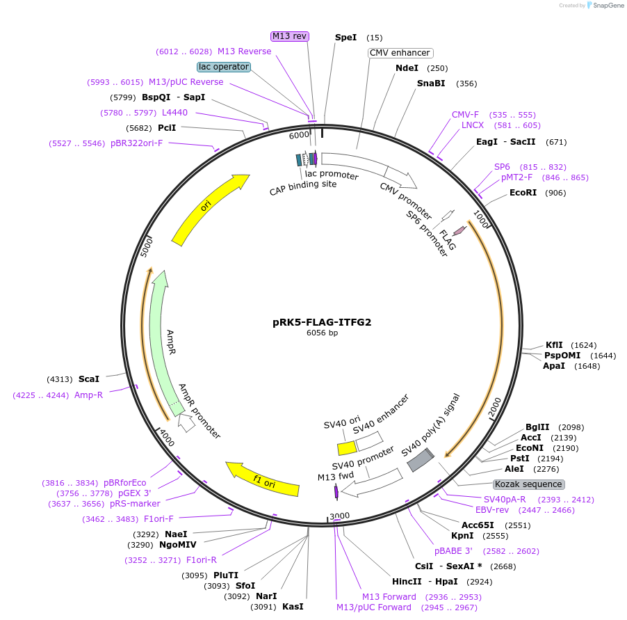 87044-plasmid-map-sequence-id-174782