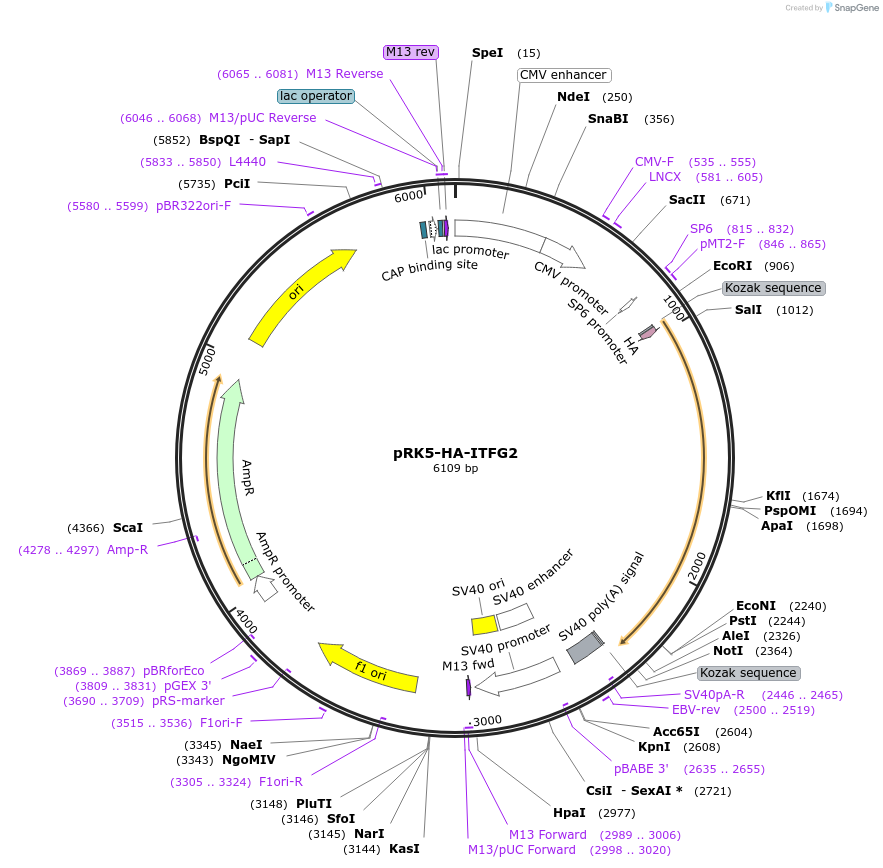 87045-plasmid-map-sequence-id-174784