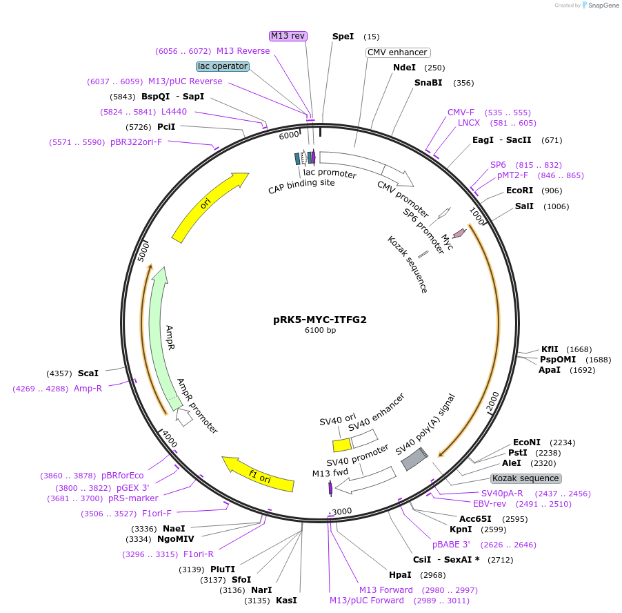 87046-plasmid-map-sequence-id-174786