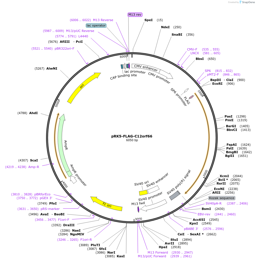 87047-plasmid-map-sequence-id-174787