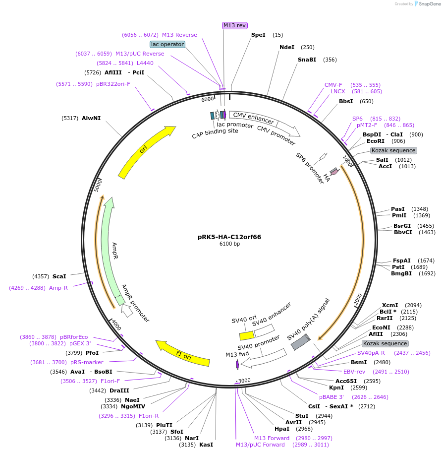 87048-plasmid-map-sequence-id-174789