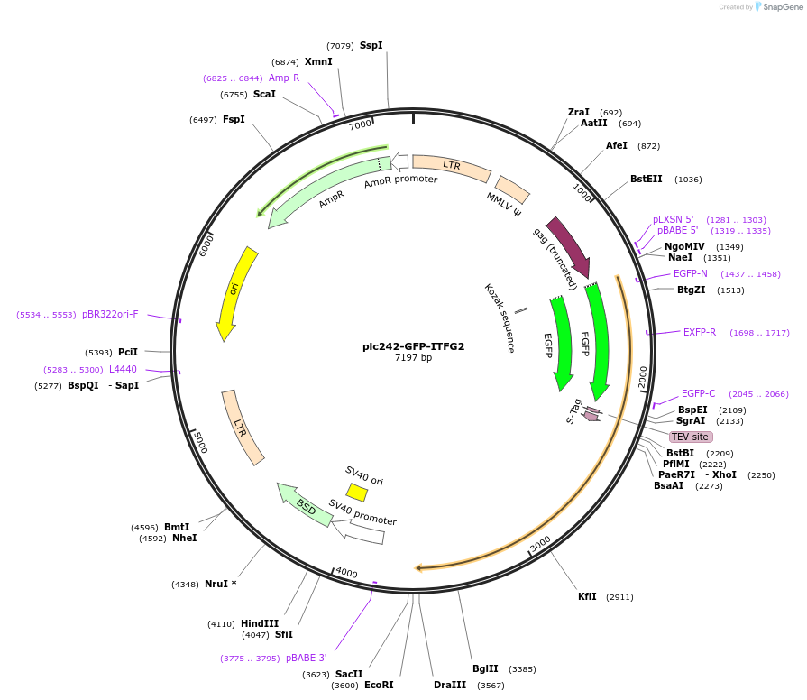 87049-plasmid-map-sequence-id-174790