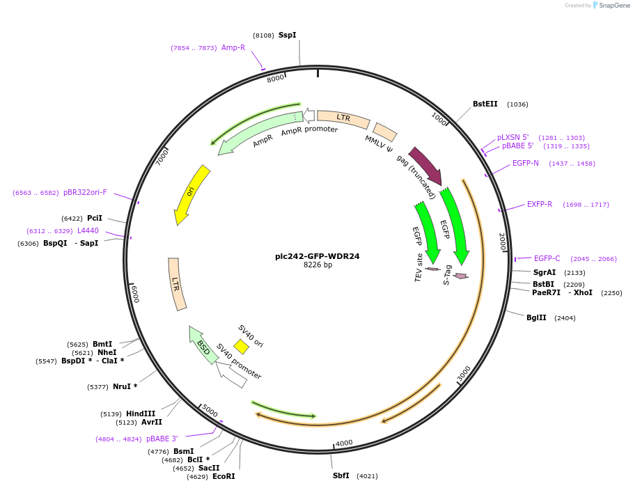 87050-plasmid-map-sequence-id-174792