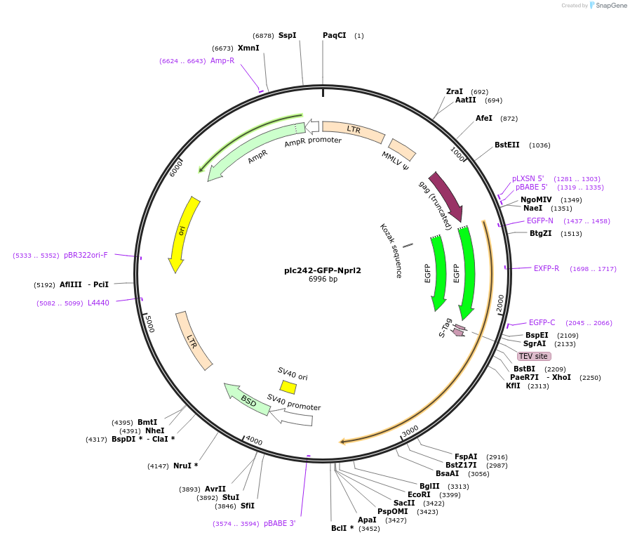 87051-plasmid-map-sequence-id-174793