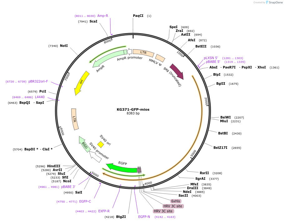 87052-plasmid-map-sequence-id-174794