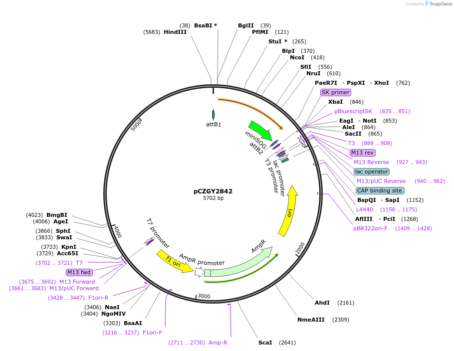 87762-plasmid-map-sequence-id-174816