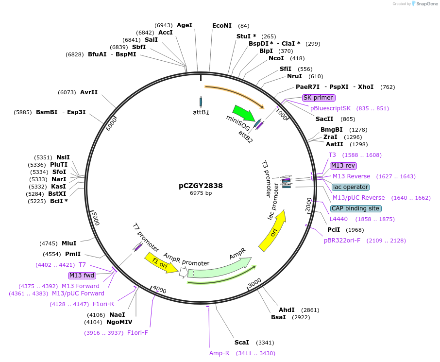 87759-plasmid-map-sequence-id-174818