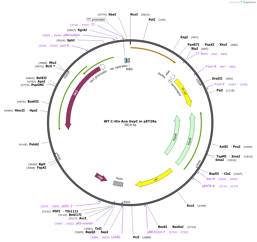 85732-plasmid-map-sequence-id-174837