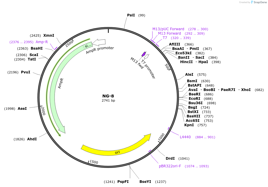 87497-plasmid-map-sequence-id-174841