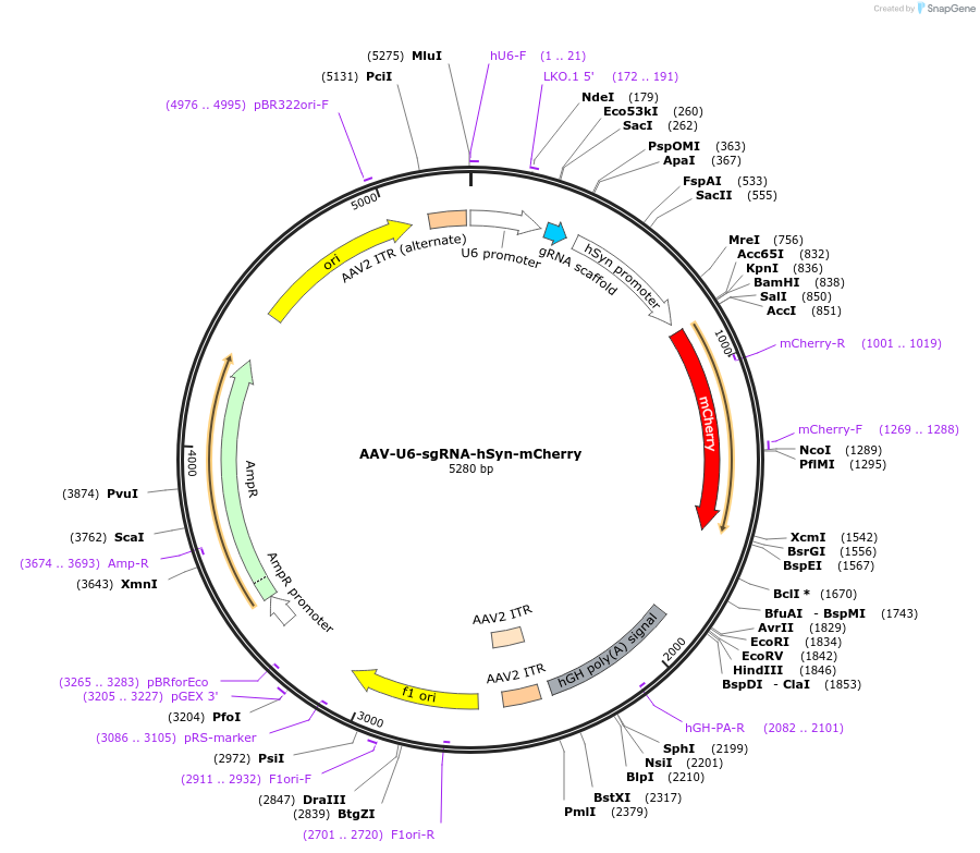 87916-plasmid-map-sequence-id-174844