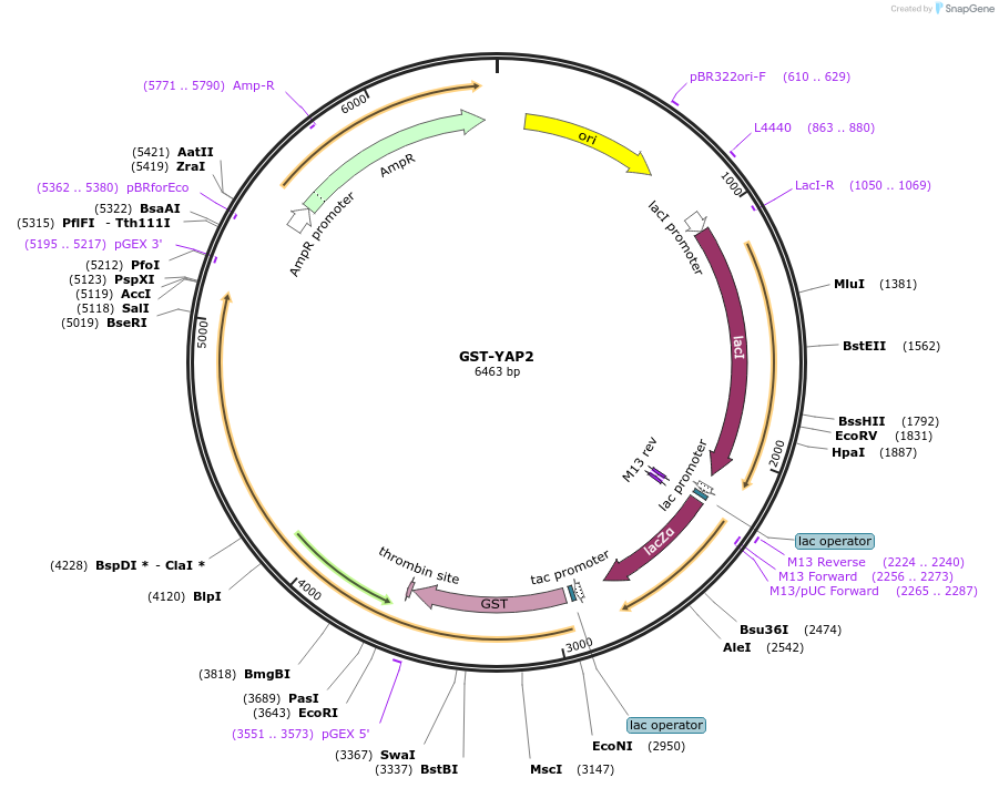 24637-plasmid-map-sequence-id-174857