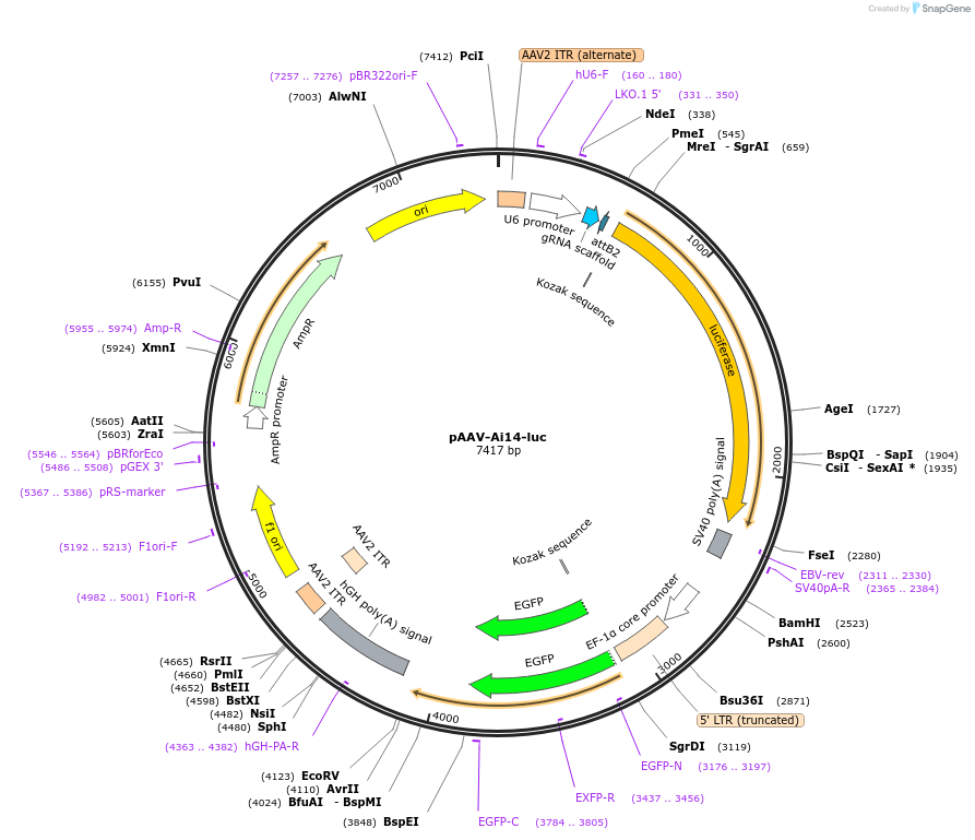 87118-plasmid-map-sequence-id-174872