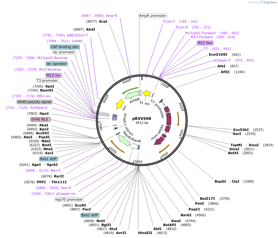 87629-plasmid-map-sequence-id-174877
