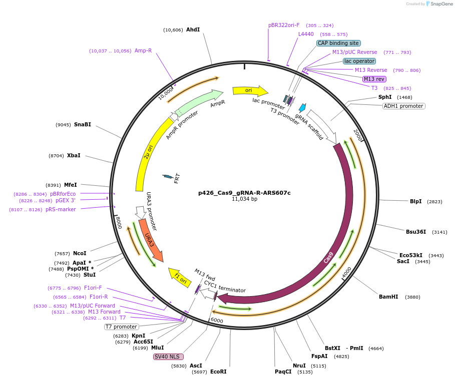 87409-plasmid-map-sequence-id-174884