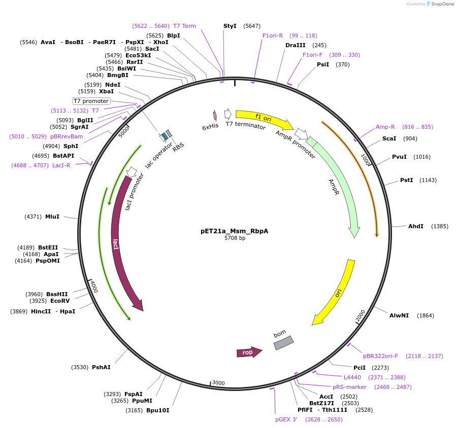 87928-plasmid-map-sequence-id-174892