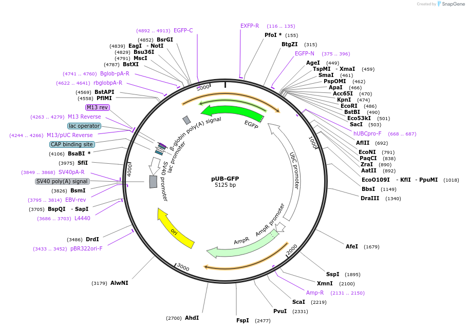 11155-plasmid-map-sequence-id-174894