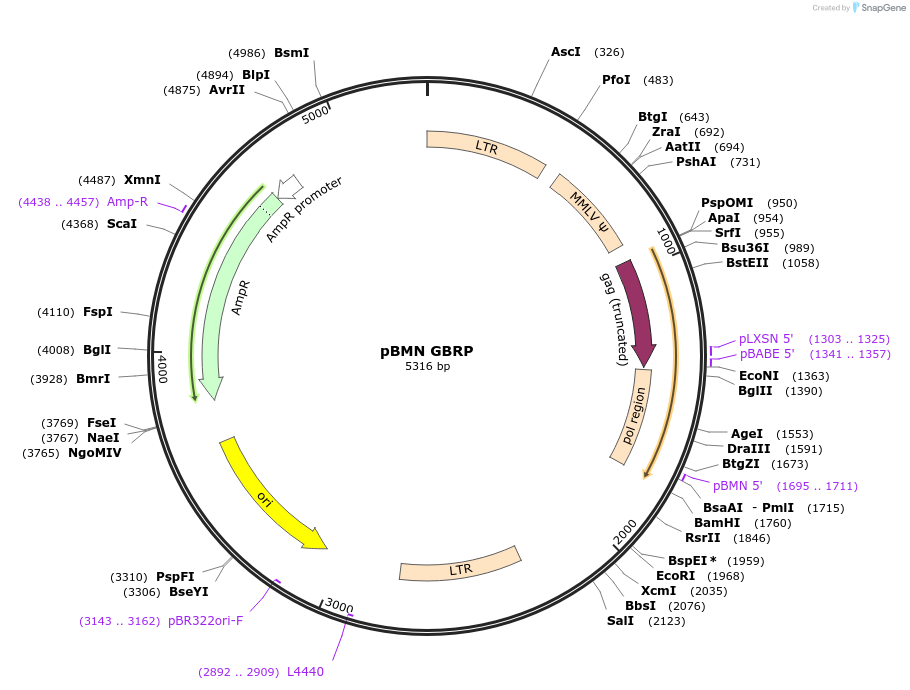 89293-plasmid-map-sequence-id-174902