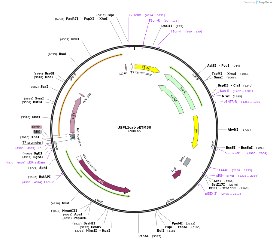 85768-plasmid-map-sequence-id-174906