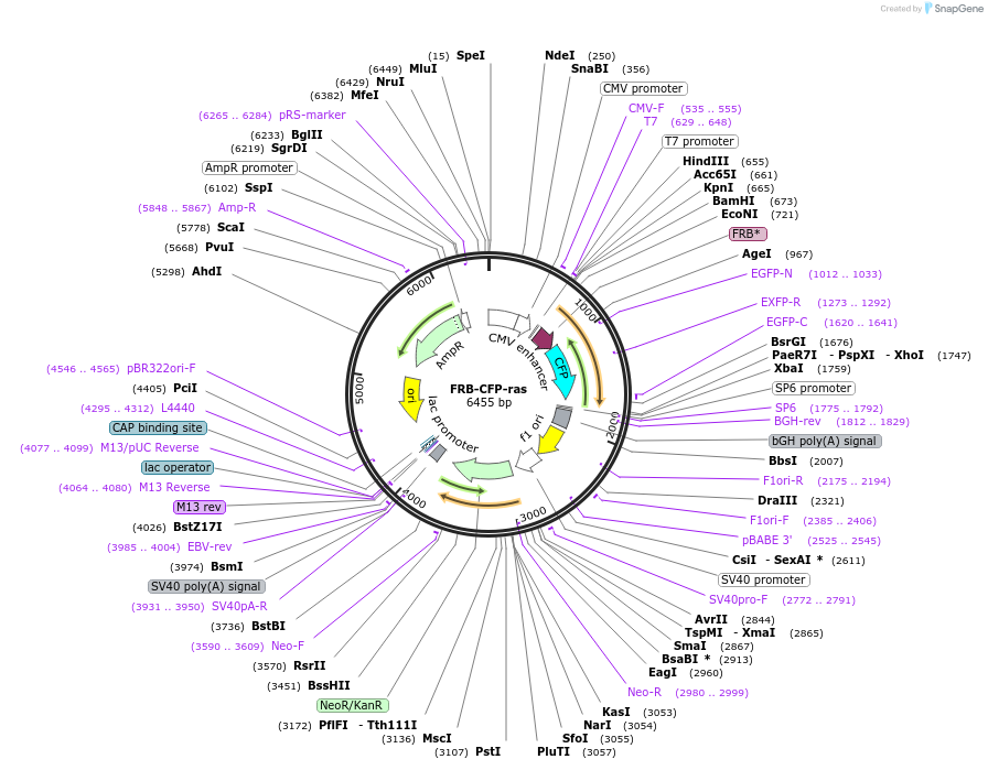 87451-plasmid-map-sequence-id-174915