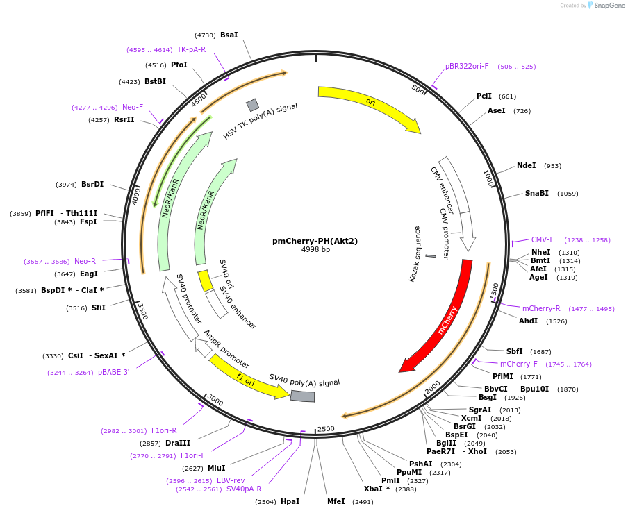 86596-plasmid-map-sequence-id-174918