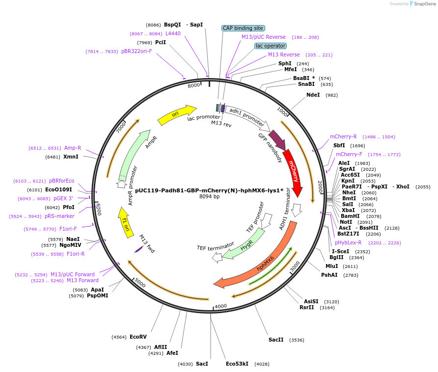 89072-plasmid-map-sequence-id-174919