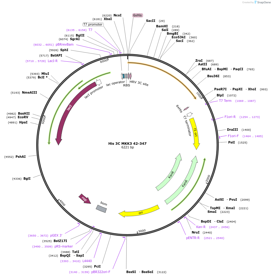 87879-plasmid-map-sequence-id-174922