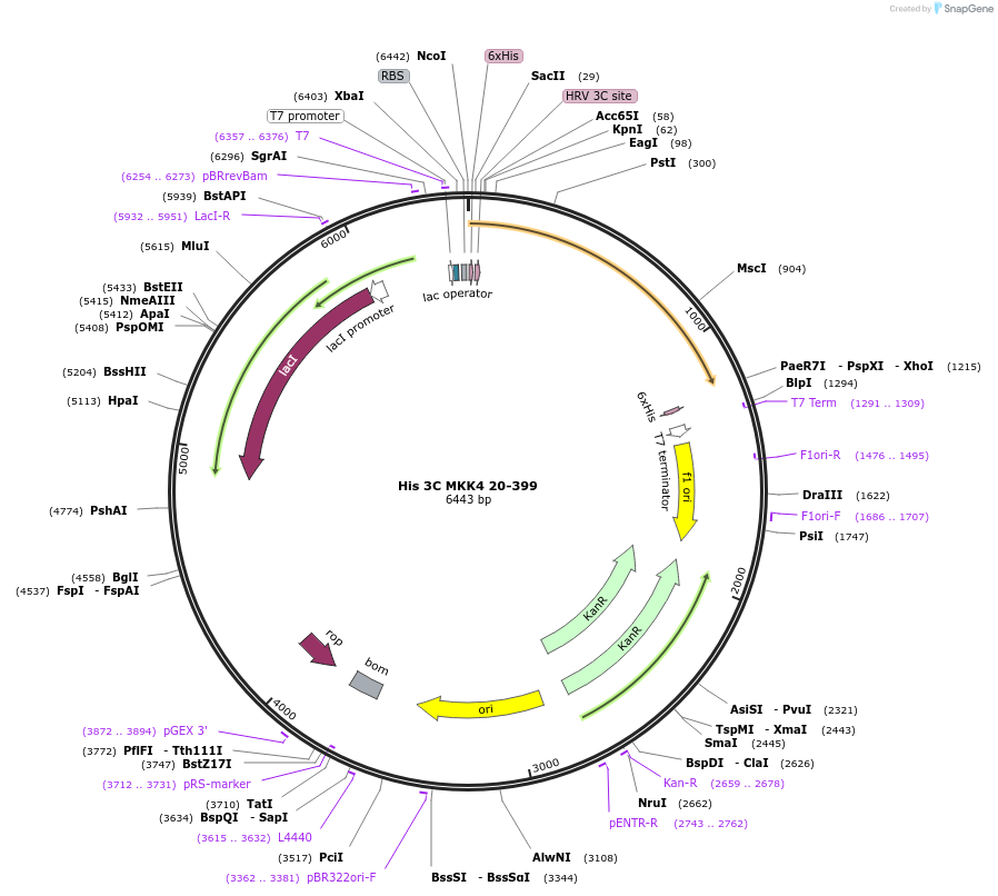 87880-plasmid-map-sequence-id-174924