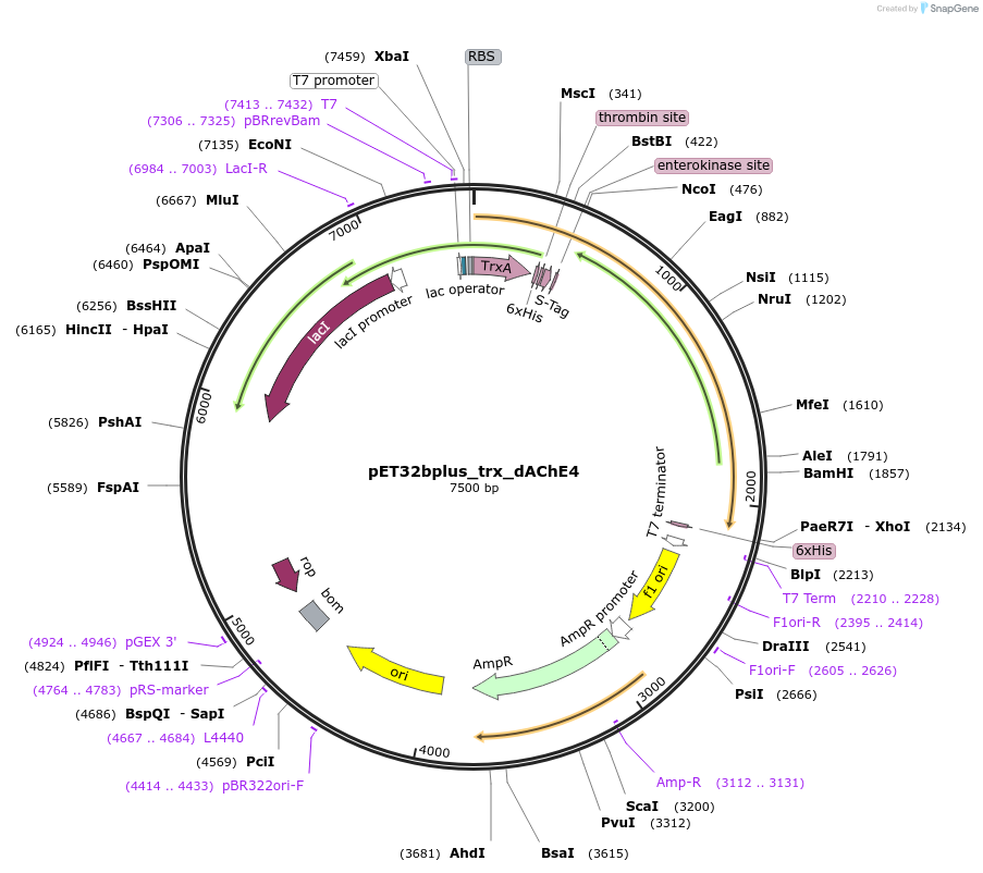 83917-plasmid-map-sequence-id-174928