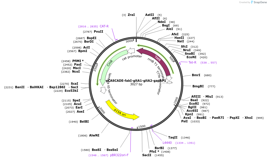 87147-plasmid-map-sequence-id-174935