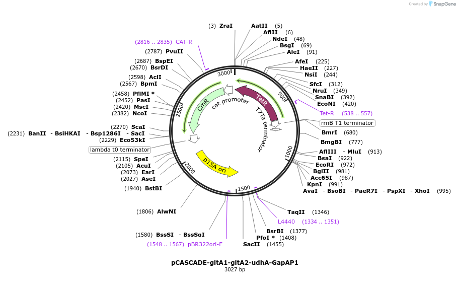 87151-plasmid-map-sequence-id-174940