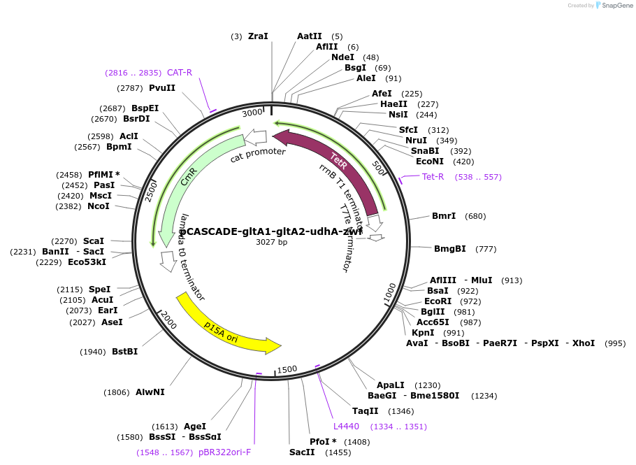 87152-plasmid-map-sequence-id-174941