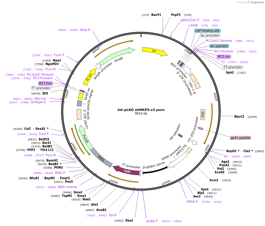 87793-plasmid-map-sequence-id-174954