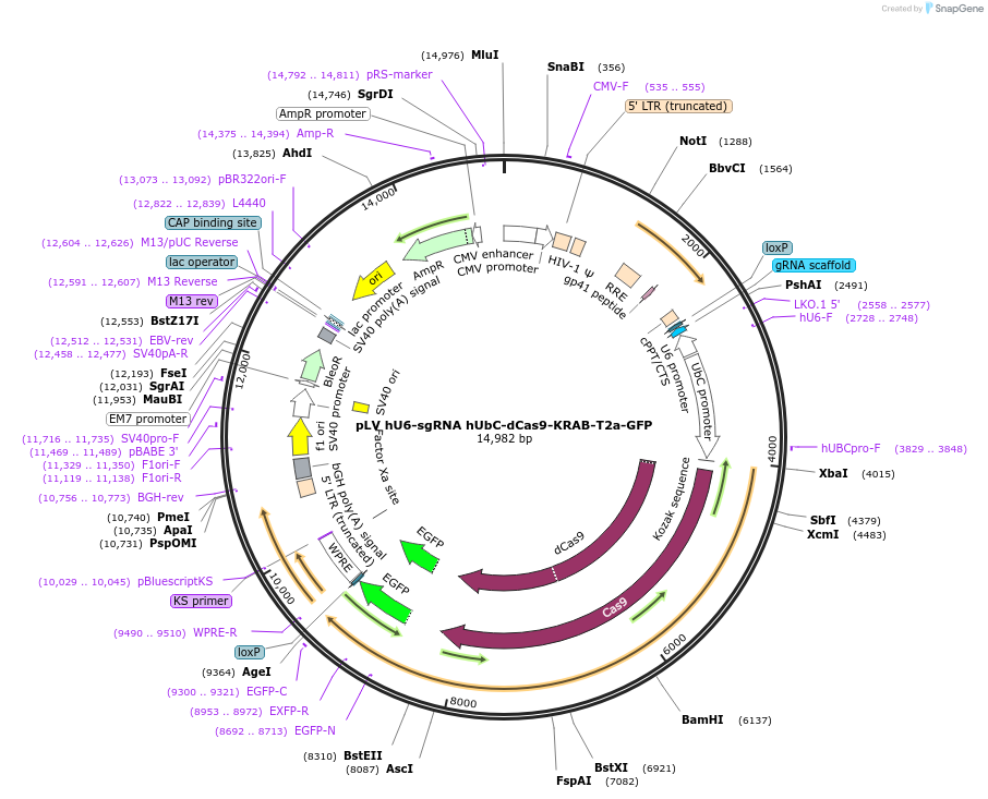 71237-plasmid-map-sequence-id-174967