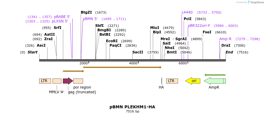 174996_map