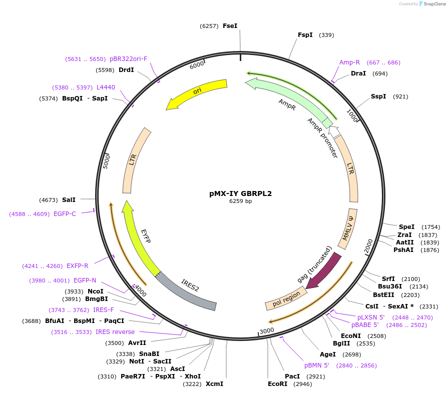 89295-plasmid-map-sequence-id-174999