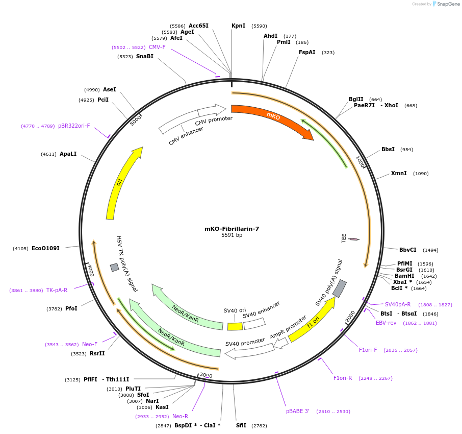 57842-plasmid-map-sequence-id-175001