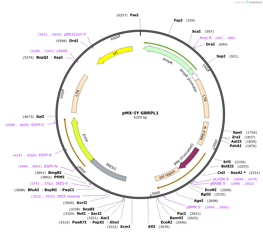 89294-plasmid-map-sequence-id-175006