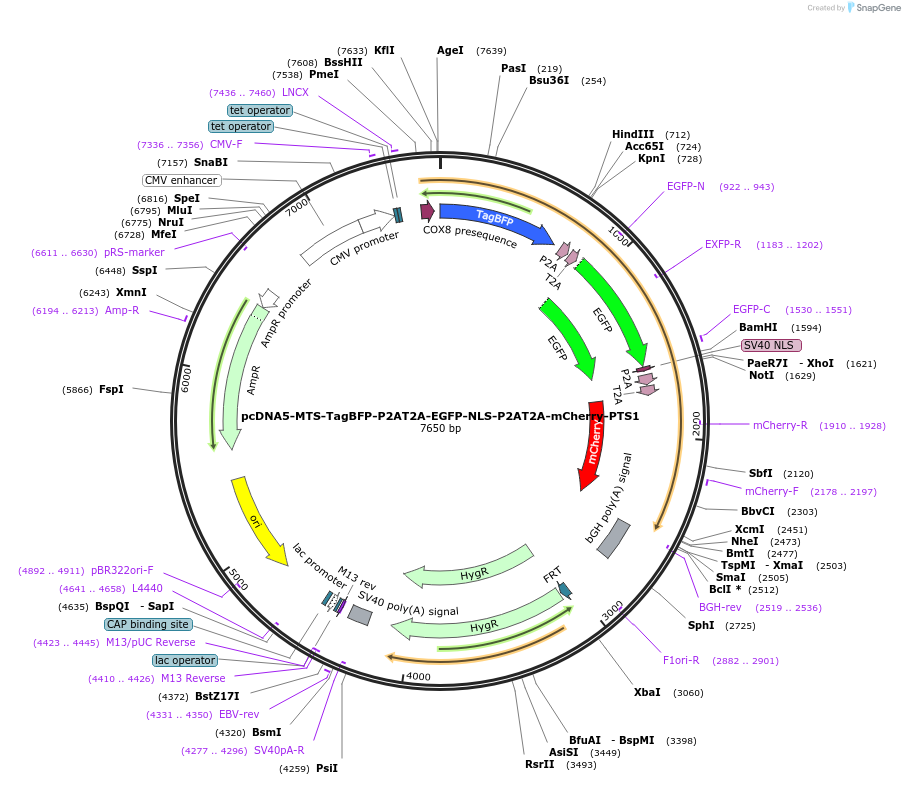 87829-plasmid-map-sequence-id-175007