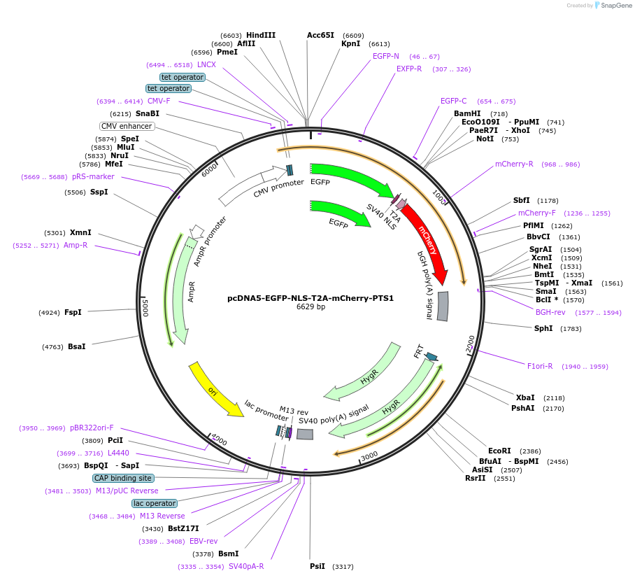 87827-plasmid-map-sequence-id-175008