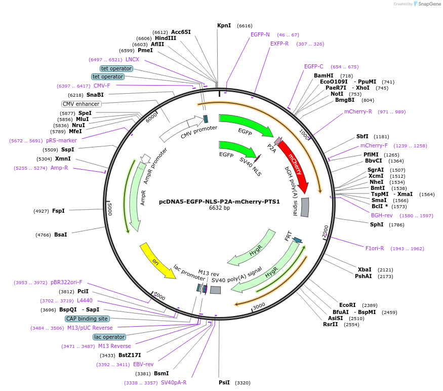 87803-plasmid-map-sequence-id-175010