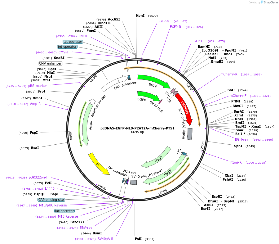 87828-plasmid-map-sequence-id-175012