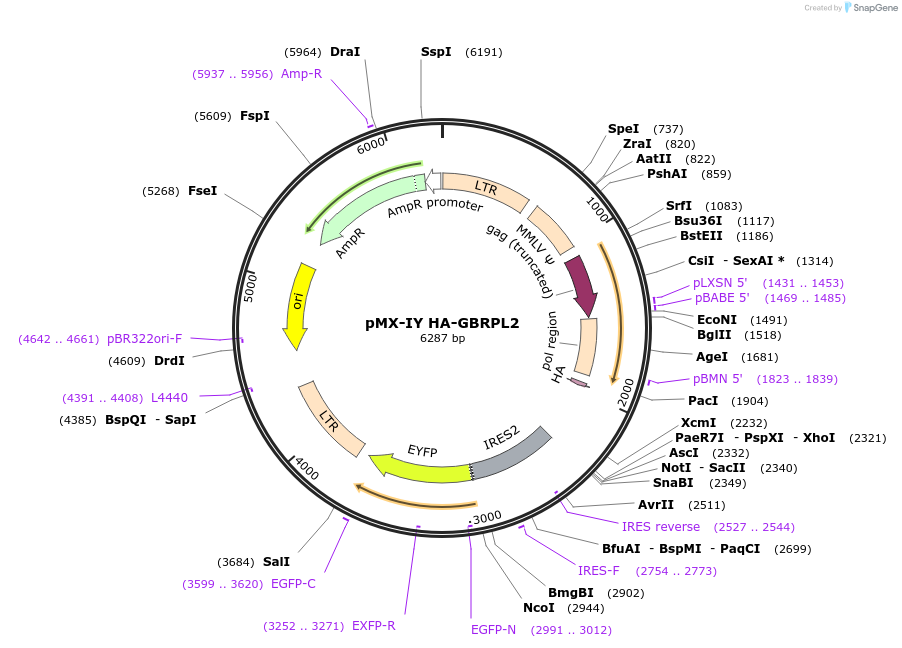 89298-plasmid-map-sequence-id-175014