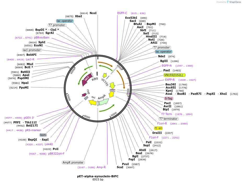 87855-plasmid-map-sequence-id-175017