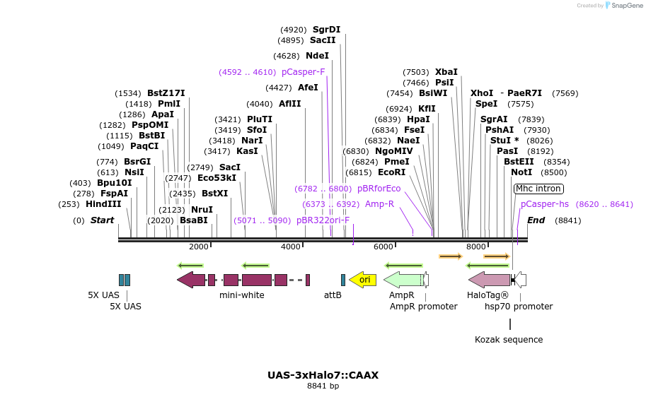 175028_map
