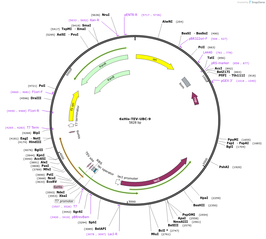 87055-plasmid-map-sequence-id-175029