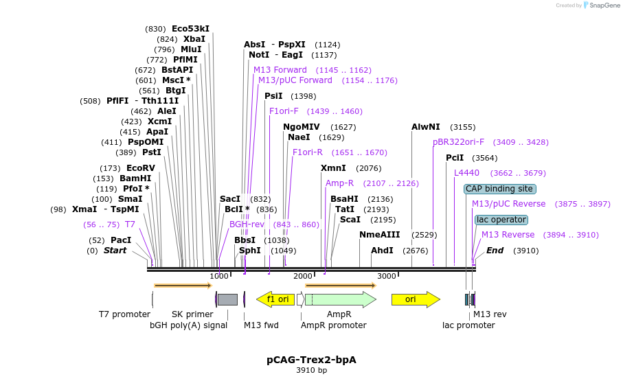 175031_map